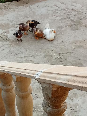 pekin ördeği: Satış: ördəklər - Növlər: müxtəlif cinslər (ağ Pekin tipli, rəngli — 4