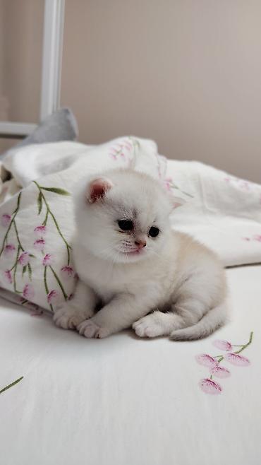 цыплята простые: Котята от красивых родителей. Британские короткошерстные. Готовы к — 2