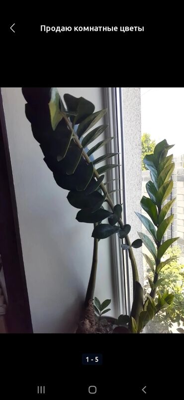 Замиокулькас (Долларовое дерево): Продаю комнатные цветы срочно только оптом цена договорная — 14