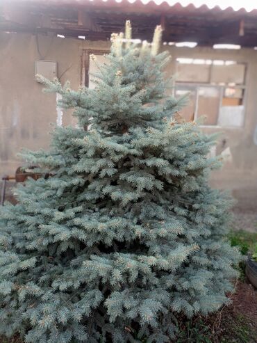 купить саженцы плодовых в бишкеке: Көчөттөр дарактардын: Карагайлар