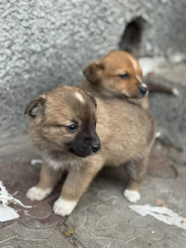 Отдам даром собаку: Собака даром: Дворняжка, 2 месяца, Самец — 5