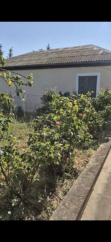 nzs qesebesinde 3 otaqli ev type 1: Bağ evi və geniş həyətyanı sahə - Yaşıl, meyvə ağacları ilə zəngin — 2