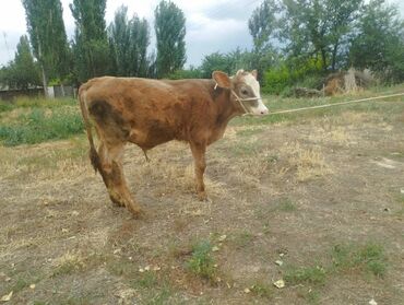 домашные животные: Сатам | Бука (эркек), Музоо | Симментал | Жасалма уруктандырылган lalafo.kg да домашные животные: Сатам | Бука (эркек), Музоо | Симментал | Жасалма уруктандырылган