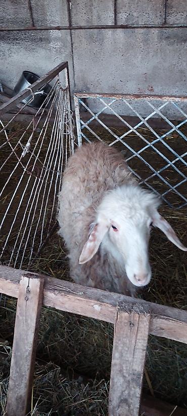 Баран, овца: Продаю | Баран (самец) | Для разведения — 12