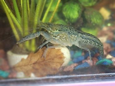 Мраморный рак (Procambarus fallax f. virginalis) для аквариума. -