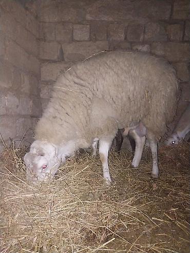 Qoyunlar, qoçlar: Razılaşma yolu ilə çox təcili satılır.balalı balasız fərq etmir — 17