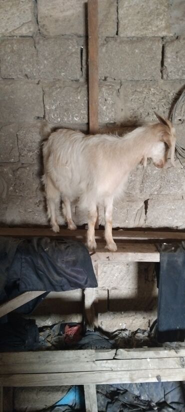 Inəklər, öküzlər: Dişi, Hələb, Zanen, il: 9, Damazlıq