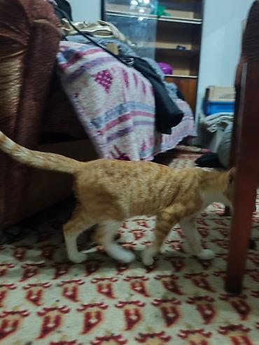 Продажа кошек: КОТЁНОК МАЛЬЧИК 2,5 МЕСЯЦА. Милый рыжебелый котёнок с короткой — 12
