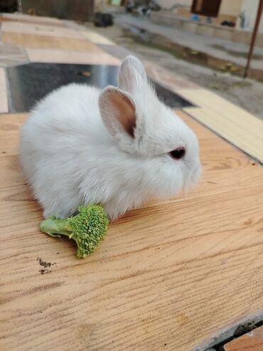 Gəmiricilər: Dekorativ karlik dovşanlar.1 aylıq — 11