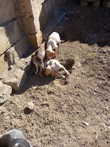 İtlər: Alman qısatüklü ov iti (German Shorthaired Pointer) balaları - Nəsil — 4
