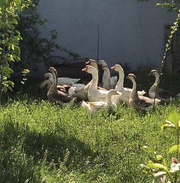 sudluk inekler satisi: Qazlar satılır. cavan qazlardi. fərələri yumurtuyur