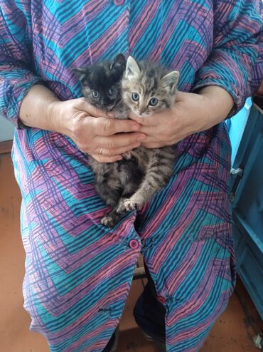 продажа вислоухих шотландских котят: Г.Токмак Отдадим милых котят девочек в добрые и заботливые руки