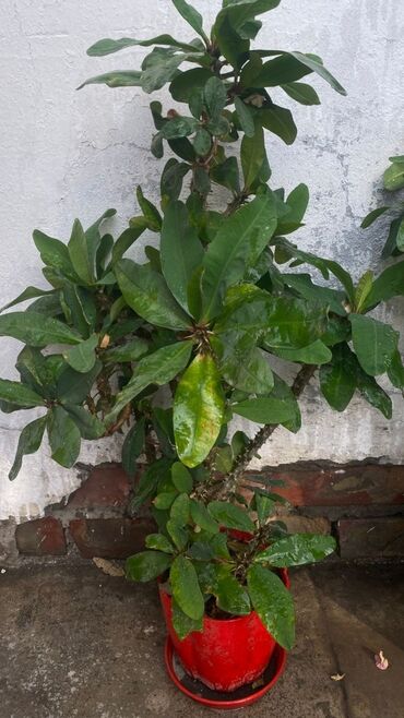 сирень купить бишкек: Цветы