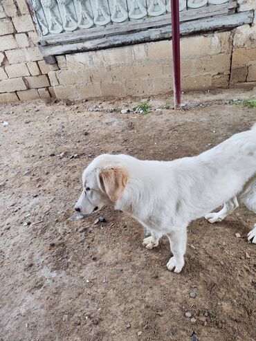 bmw 1 серия 135i dct: Labrador-retriver, 1 il, Erkek, Cütləşmə üçün