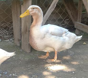 sud veren inek satilir: Blue Rouen Ördeklerinin balaları.2 ayliq balalardi . CİDDİ ALİCİLAR — 9