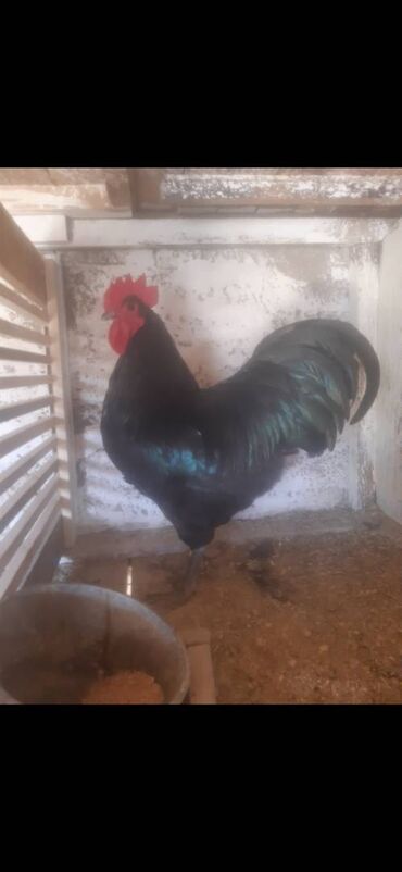 australorp: Toyuq, Australorp, Damazlıq, Ünvandan götürmə, Ödənişli çatdırılma