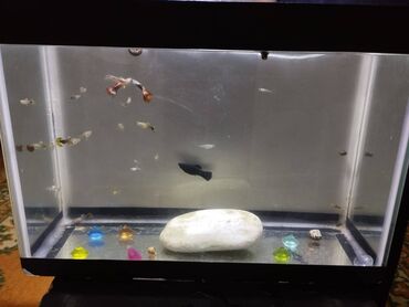 Akvariumlar: Salam. Balaca akvarium satilir. 10 litr su tutur. Icinde de 20-ye