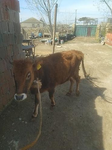 Dana, buzov: Dana, buzov — 9