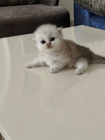 pişik cütləşdirilir: Qızıl şinşilla, Dişi, Yaxşı əllərə, Ödənişli çatdırılma, Rayonlara çatdırılma