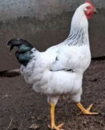 машины на продажу бишкек: Продаю | Петух | Для разведения