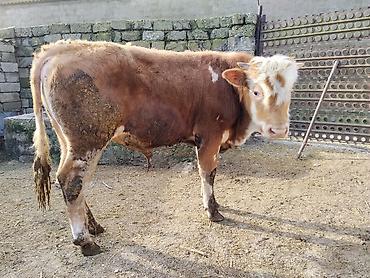 Dana, buzov: Simental tipli dana - Cins: Simental tipli, ətlik istiqamət - Rəng — 10