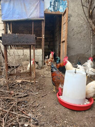 herati xoruzlari: Xoruz, il: 1, Ünvandan götürmə