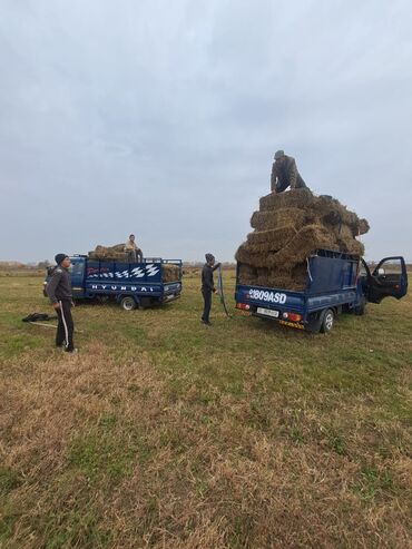 Портер, грузовые перевозки: Портер, Вывоз строй мусора, По региону, По городу, с грузчиком