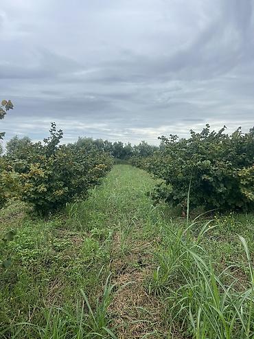 Həyət evləri və villaların satışı: 3 otaqlı, 100 kv. m, Yeni təmirli — 32