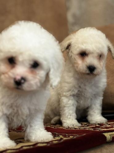 İtlər: Bişon Frize — 3