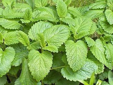 limon ağaçı: 1) Lavanda bitkisinin şitilləri. Ətirli və müalicəvi bitkidir — 2