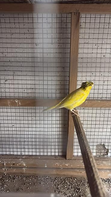 tutu quşu: Erkey bulbuler bir yawlarinda bawi kekili
yani cute hazir quwlardi — 2