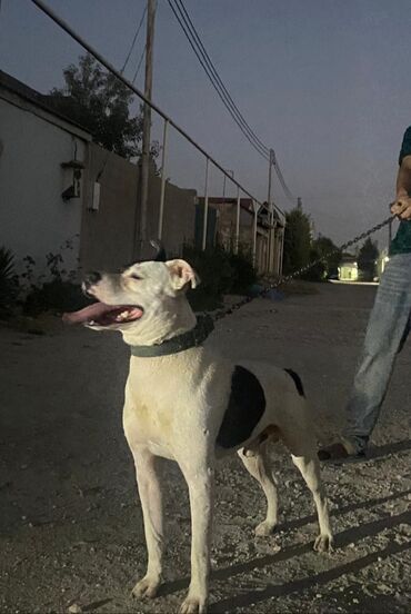 it paltarı: Pitbul, 2 il, Erkek, Peyvəndli, Ünvandan götürmə