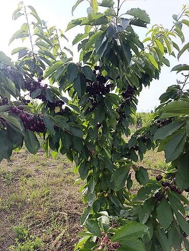 Продажа участков: 80 соток, Для сельского хозяйства, Договор купли-продажи — 8