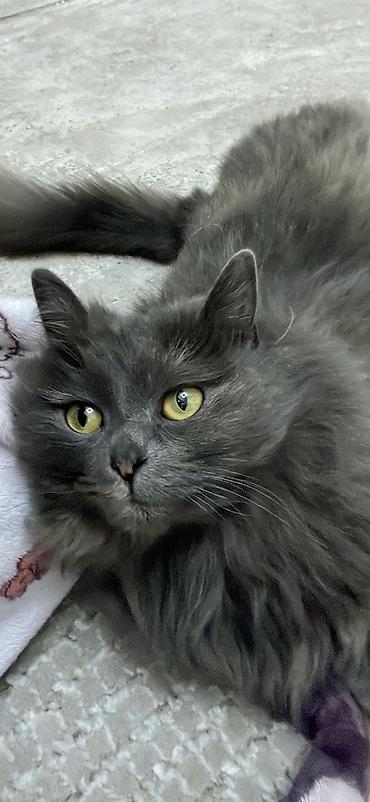 Вязка кошек: 🐾 ОТДАЮ 5 КОТЯТ И КОШКУ В ДОБРЫЕ РУКИ 🐾 Ищем добрых и ответственных — 2