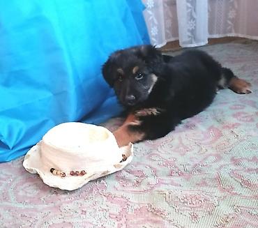 щенки овчарки в дар: Собака даром: Овчарка, 2 месяца, Самец, С прививкой — 2