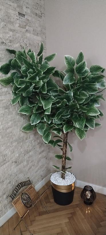 biljka monstera: Veliko dekorativno drvo u saksiji – veštačka biljka za — 1