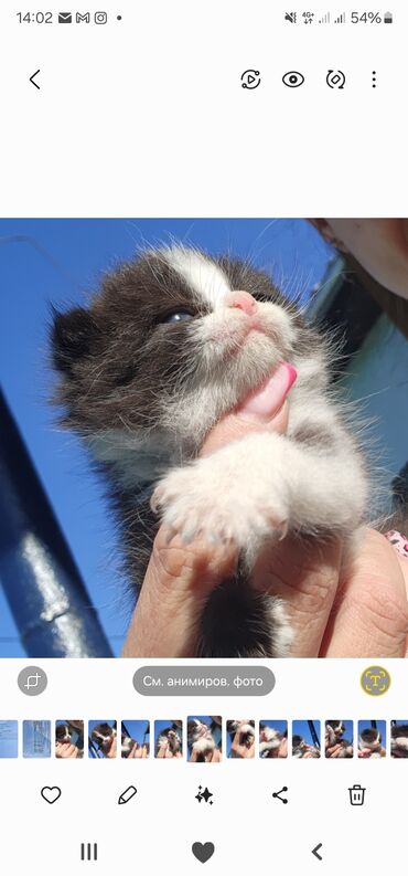 британская кошка серебристая шиншилла: Британская короткошёрстная, 1 месяц, Девочка, Серый, Приучена к лотку, Проглистована