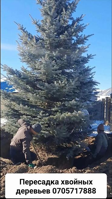 москва бишкек перегон: 🌲 ПРОФЕССИОНАЛЬНАЯ ПЕРЕСАДКА ХВОЙНЫХ ДЕРЕВЬЕВ 🌲 🌿 Выполняем — 2
