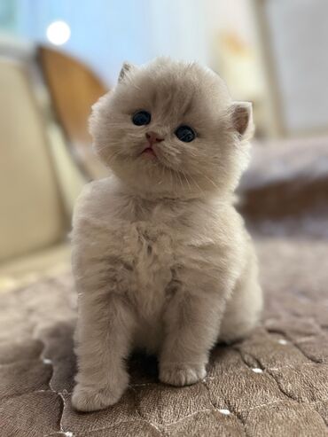 Pişiklər: Şotland yastı qulaq, Erkək, Dişi, Yaxşı əllərə, Ünvandan götürmə, Pulsuz çatdırılma, Ödənişli çatdırılma — 55