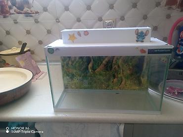 Akvariumlar: Şüşə akvarium Mənzərəli fonu var qiymət sondur - Şəffaf şüşədən — 10