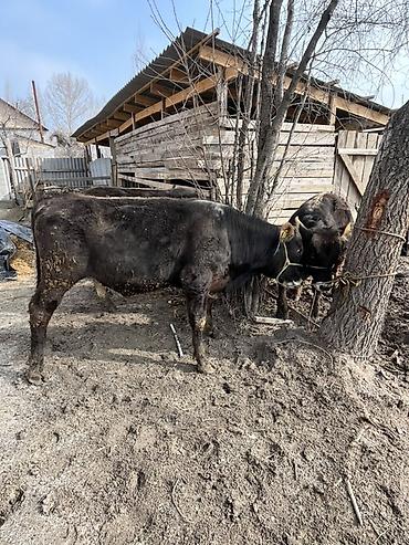 Коровы, быки: Продаю | Бык (самец) | Швицкая | На откорм | Привязанные — 3