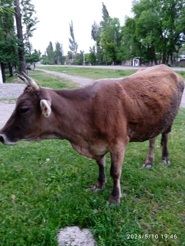быки кант: Продаю | Корова (самка) | Швицкая | Для разведения | Стельные