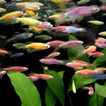 Аквариумы: Мы находимся а Беловодске! Аквариумные рыбки! черепахи тритоны !!!! — 6