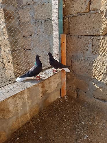 inek sagan aparat: Qara ağquyruqlar bir cüt satılır. Təmiz qan cavan quşlardı istəyən — 3
