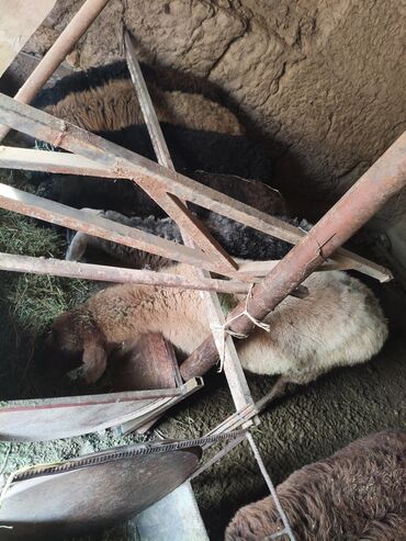 Бараны, овцы: Продаю | Баран (самец) | Полукровка | На забой | Кастрированные at lalafo.kg — 2 Бараны, овцы: Продаю | Баран (самец) | Полукровка | На забой | Кастрированные — 2