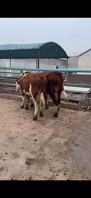 Dana, buzov: Məhsul: Simmental tipli dana cütlüyü - Rəng: qırmızı-ağ ləkəli, açıq -da lalafo.az — 6 Dana, buzov: Məhsul: Simmental tipli dana cütlüyü - Rəng: qırmızı-ağ ləkəli, açıq — 6