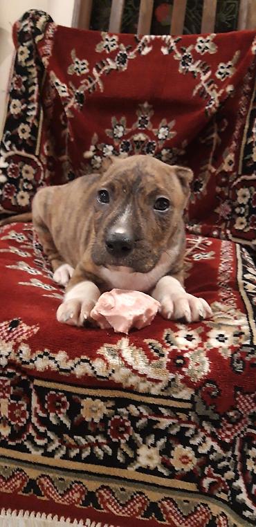 İtlər: Pitbul — 7