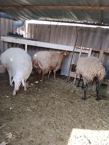 Баран, овца: Продаю | Баран (самец) | Гиссарская | Осеменитель — 3