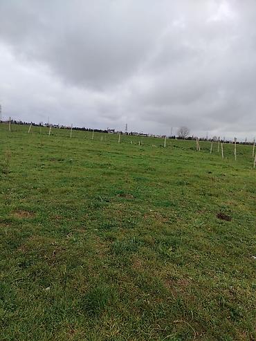 Torpaq sahələrinin satışı: Kənd təsərrüfatı — 10