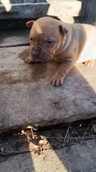 İtlər: Pitbul, 1 ay, Erkek, Peyvəndli, Pulsuz çatdırılma — 5